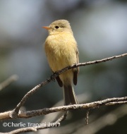 0J6A2664Buff_Breasted_Flycatcher