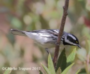 0J6A2734Black-throated_Gray_Warbler