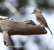 0J6A2746Greater_Pewee
