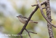 0J6A2762Plumbeous_Vireo