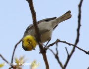 0J6A2806Hermit_Warbler