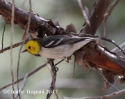 0J6A2940Hermit_Warbler