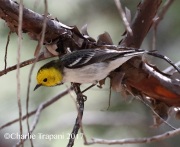 0J6A2941Hermit_Warbler