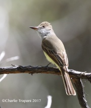 0J6A2989Ash-Throated_Flycatcher