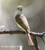 0J6A2993Ash-throated_Flycatcher