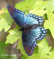 0J6A3018Red-Spotted_Purple