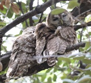0J6A3046Spotted_Owls