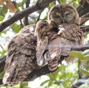 0J6A3048Spotted_owls