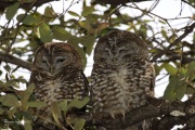 0J6A3087Spotted_owls