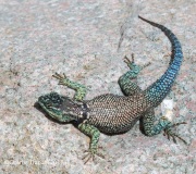 0J6A3095Desert_Spiny_Lizard
