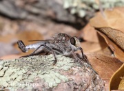 0J6A3124Robber_Fly