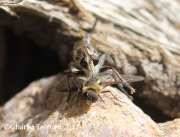 0J6A3141Robber_Fly