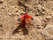 0J6A3160Solider_Beetle