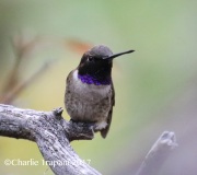 0J6A3174Black-chinned_Hummingbird