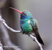 0J6A3195Broad-billed_Hummingbird