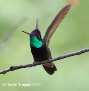 0J6A3215Magnificent_Hummingbird