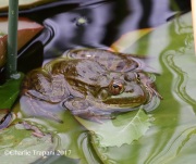 0J6A3240_Chiricahua_Leopard_Frog