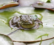 0J6A3245Chiricahua_Leopard_Frog