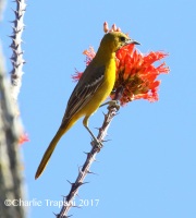0J6A3310Hooded_Oriole