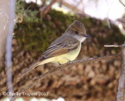 0J6A3605Dusky-capped_Flycatcher