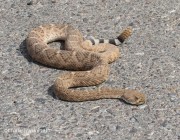 0J6A3731Western_Diamondback_Rattlesnake