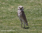 0J6A3771Burrowing_Owl_Santa_Cruz