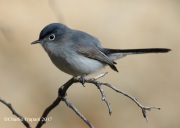 0J6A3924Blue-Gray_Gnatcatcher