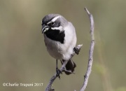 0J6A3944Black-throated_Sparrow