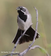0J6A3948Black-throated_Sparrow