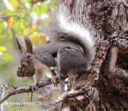 0J6A4039Abert's_Squirrel