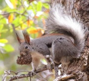 0J6A4043Abert's_Squirrel