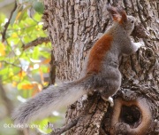 0J6A4048Abert's_Squirrel