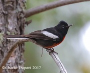 0J6A4060Painted_Redstart