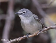 0J6A4096Plumbeous_Vireo