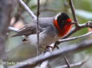 0J6A4169Red-faced_Warbler