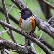 0J6A4209Spotted_Towhee