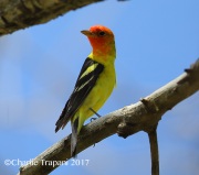6S3A9525Western_Tanager