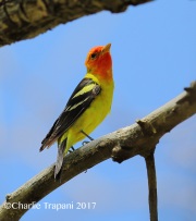 6S3A9530Western_Tanager