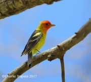 6S3A9532Western_Tanager