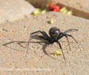 6S3A9586Black_Widow_Spider