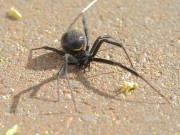 6S3A9588Black_Widow_Spider
