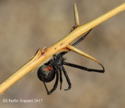 6S3A9641Black_Widow copy