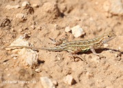 0J6A0736Lizard_New_Mexico