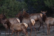 0J6A0774Elk_at_Dusk