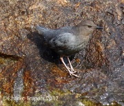 0J6A0882American_Dipper