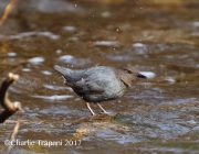 0J6A0886American_Dipper
