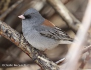 0J6A1076Dark-eyed_Junco_Gray-Headed