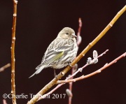 0J6A1214Pine_Siskin