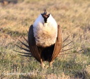 0J6A1467Greater_Sage-Grouse