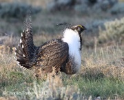 0J6A1505Greater_Sage-Grouse